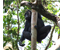 ngamba islands chimpanzee