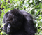 mountain gorilla tour